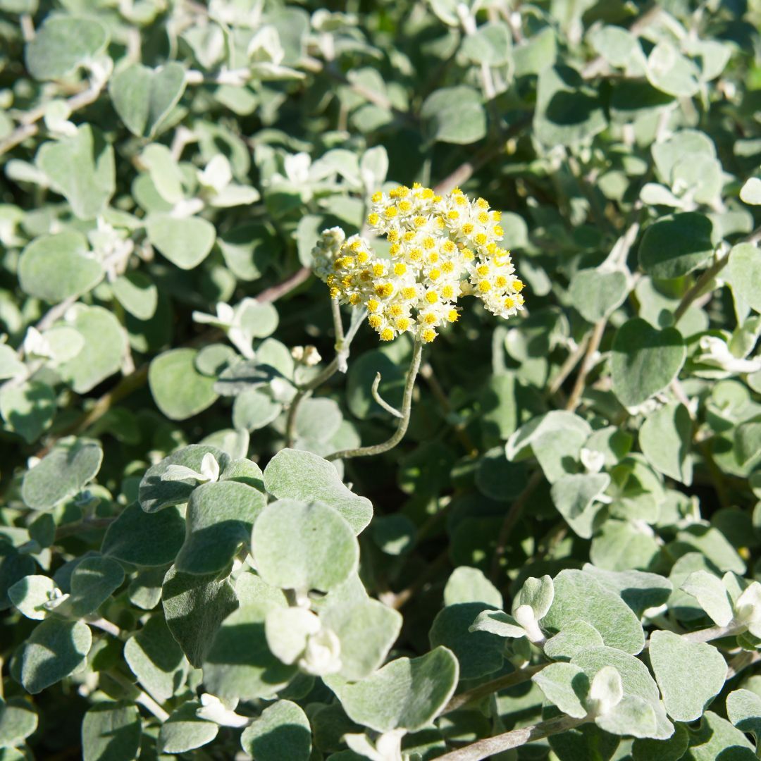 Helicrysum – Helicrysum petiolare