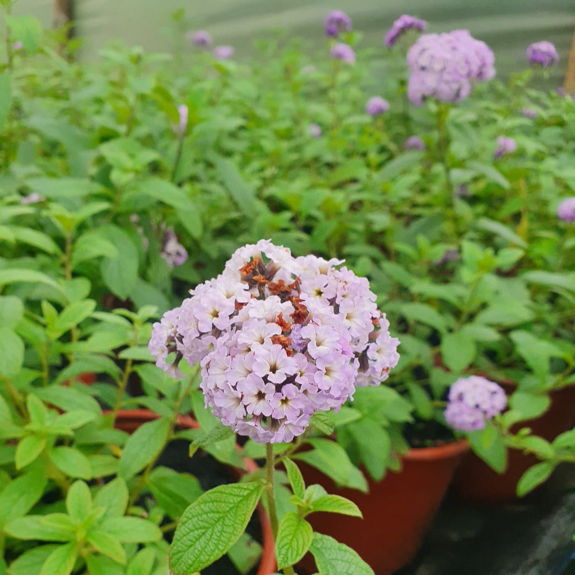 Heliotropo - Heliotropium Peruvianum