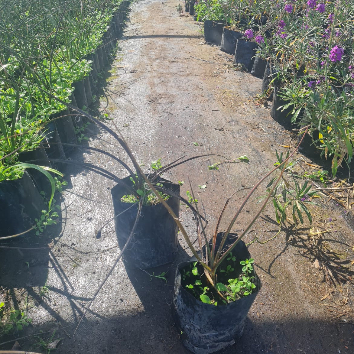 Hesperaloe Parviflora