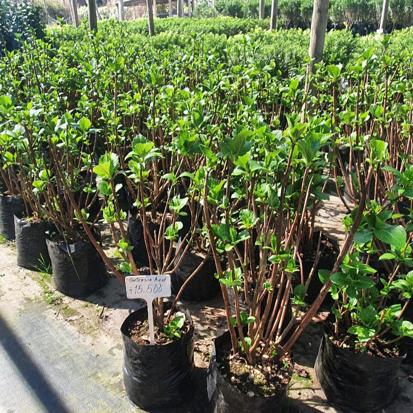 Hortensia - Hydrangea Macrophylla