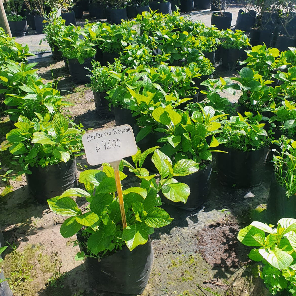 Hortensia rosada- Hydrangea Macrophylla