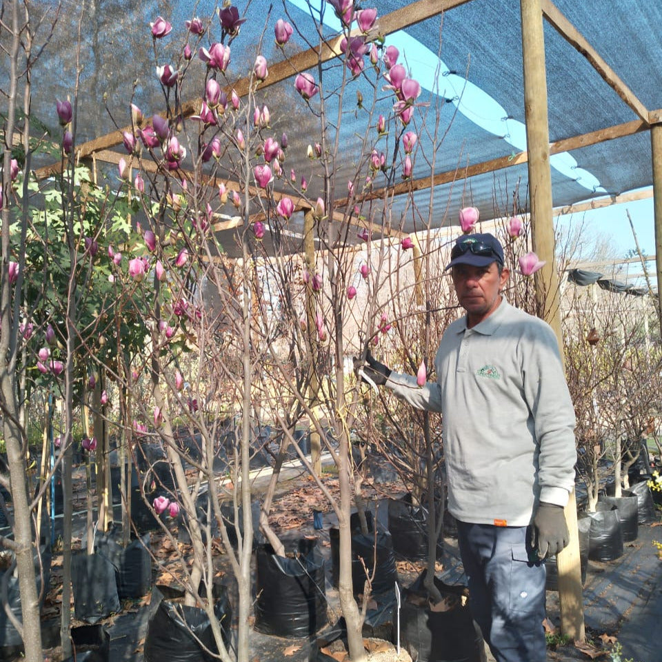 Magnolio Soulangeana - Magnolia X Soulangeana