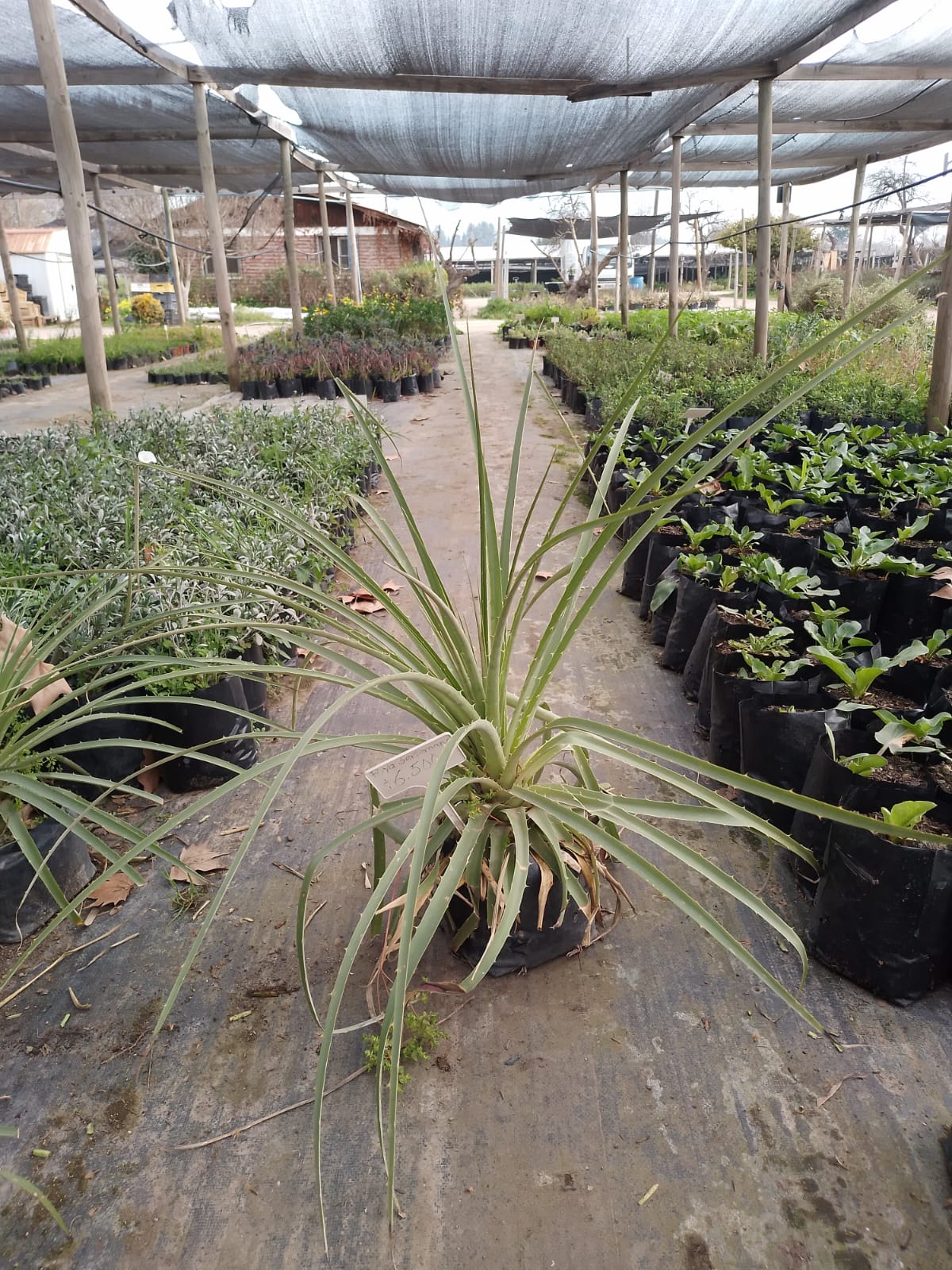 Chagual - Puya Berteroniana