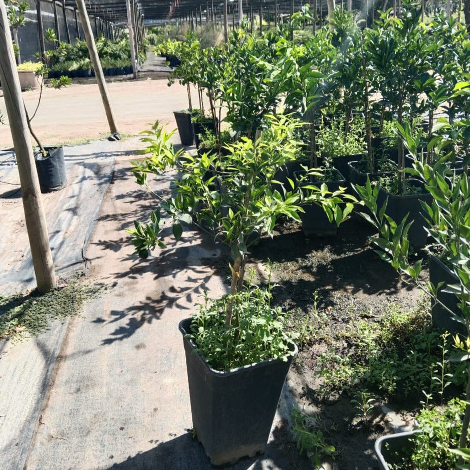 Mandarino - Citrus Nobilis