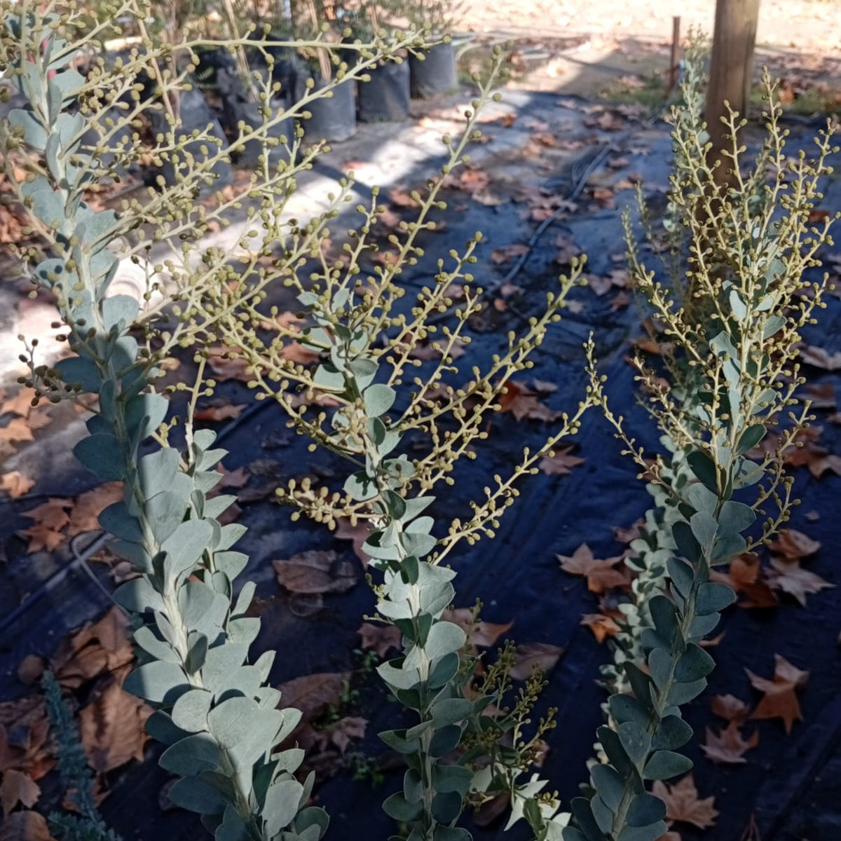 Acacia Cultriforme.-Acacia Cuchillo