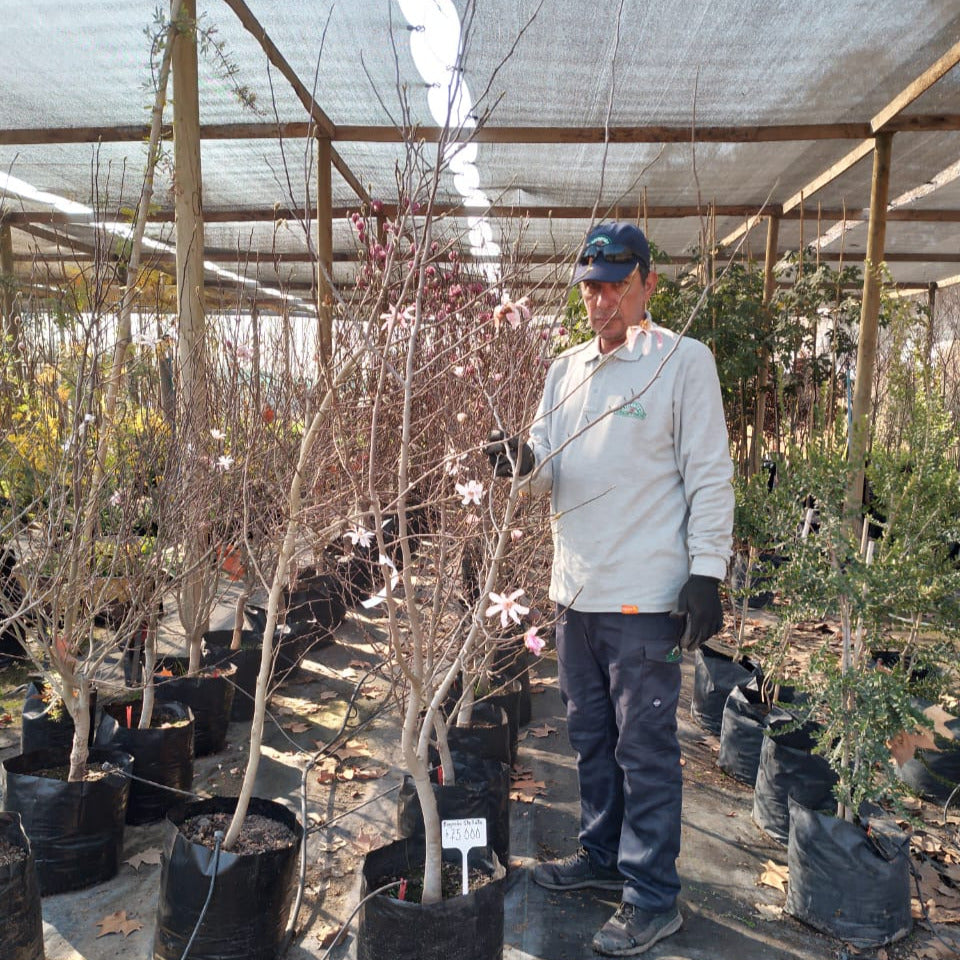 Magnolio Stellata - Magnolia Stellata