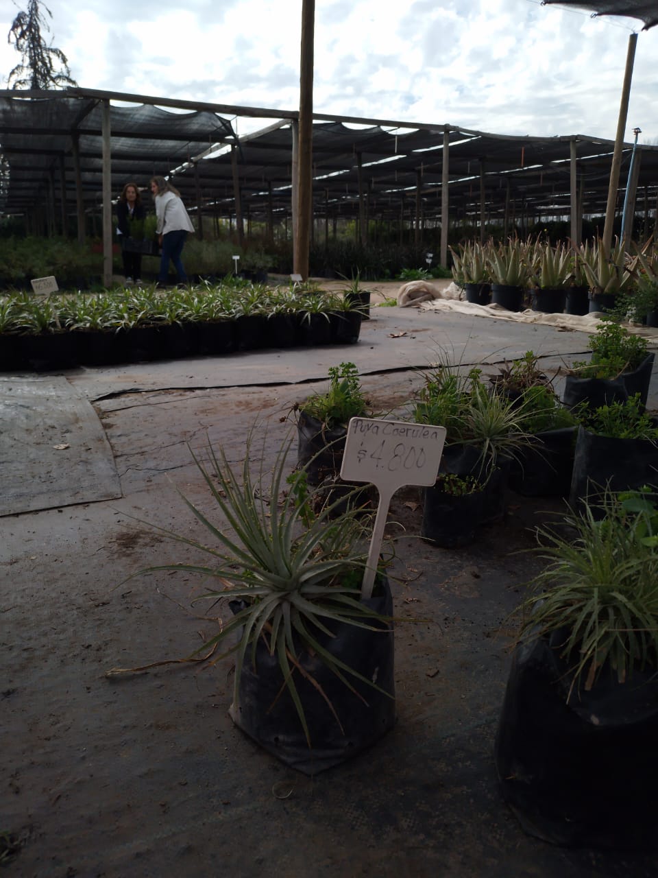 Chagual - Puya Berteroniana