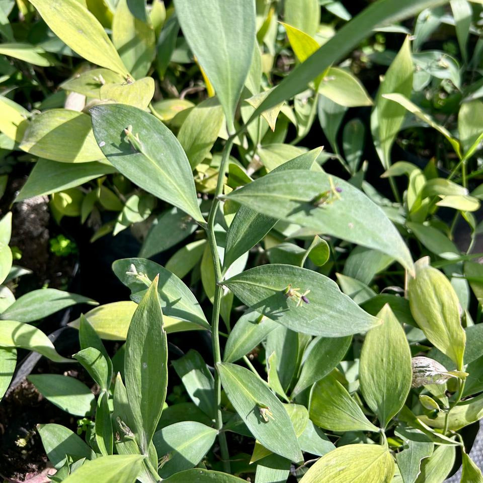 Ruscus – Ruscus hypoglosum - Planta de la mosca