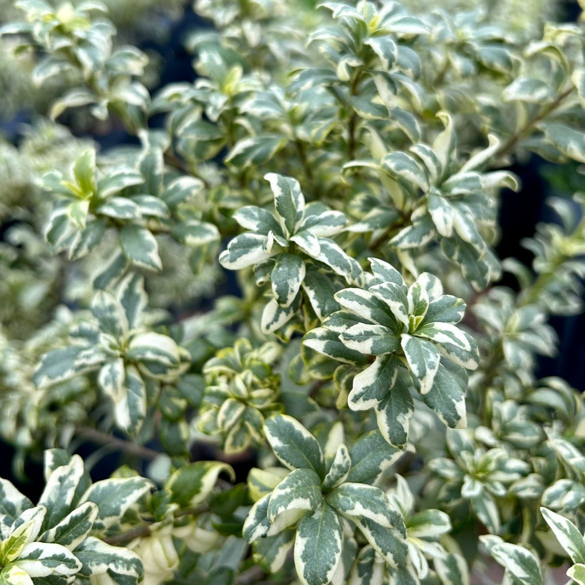Pittosporum argentino variegado - Pittosporum argentino variegado