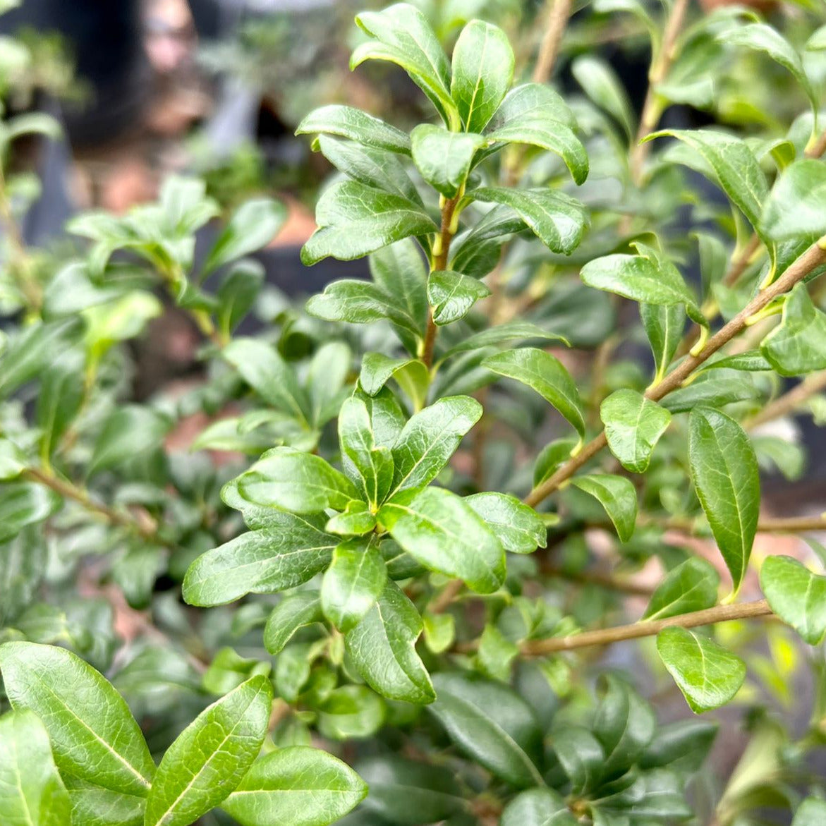 Pittosporum argentino - Pittosporum argentino