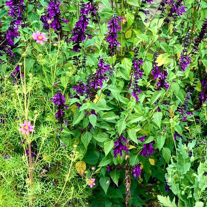 Salvia Amistad - Salvia Amistad &quot;Guaranitica&quot;