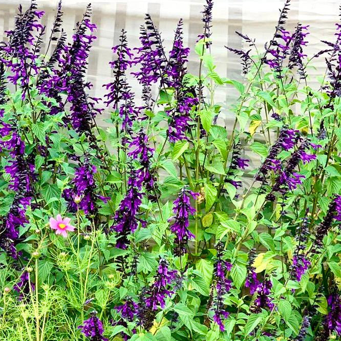 Salvia Amistad - Salvia Amistad &quot;Guaranitica&quot;