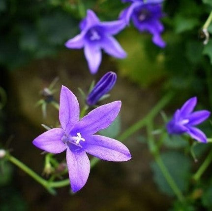 Campánula Isophylla - Campanula Isophylla