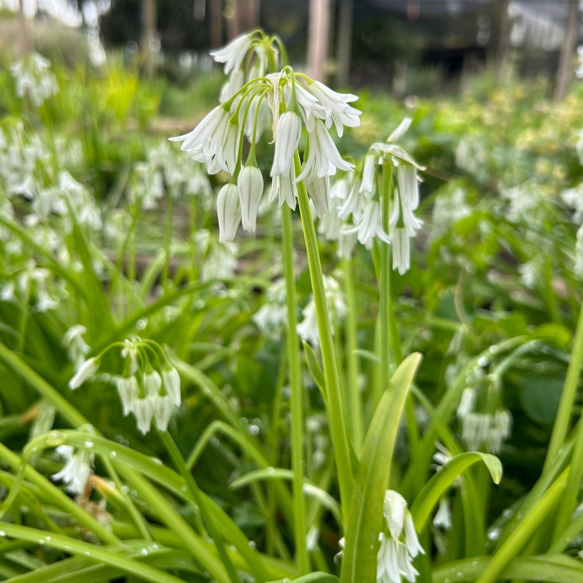 Allium Triquetum- Lágrima de la virgen