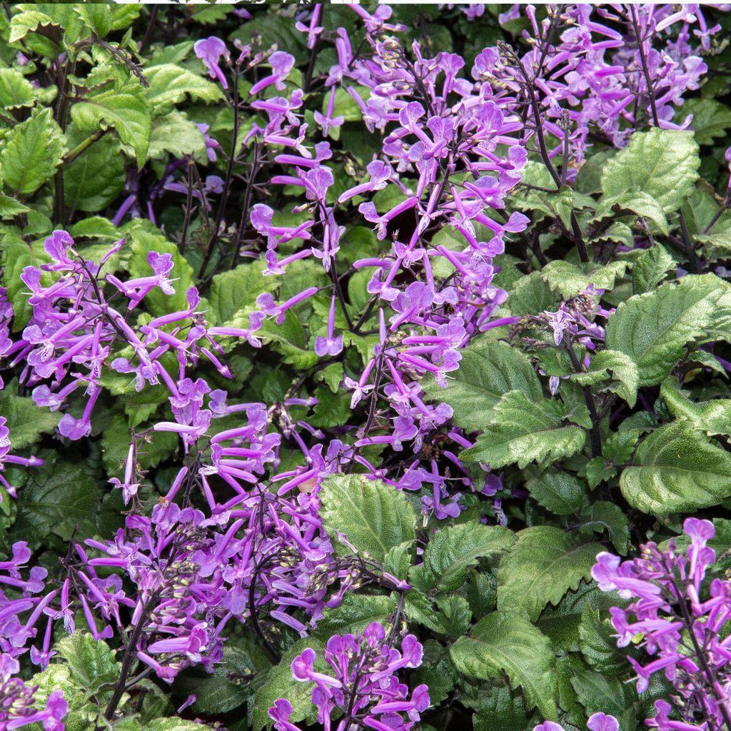 Plectrantus ¨Mona Lavander¨