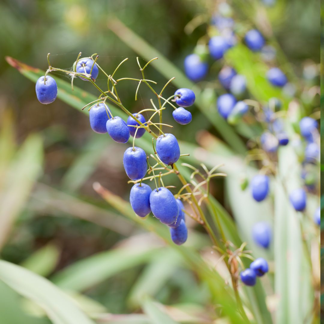Dianella tasmanica