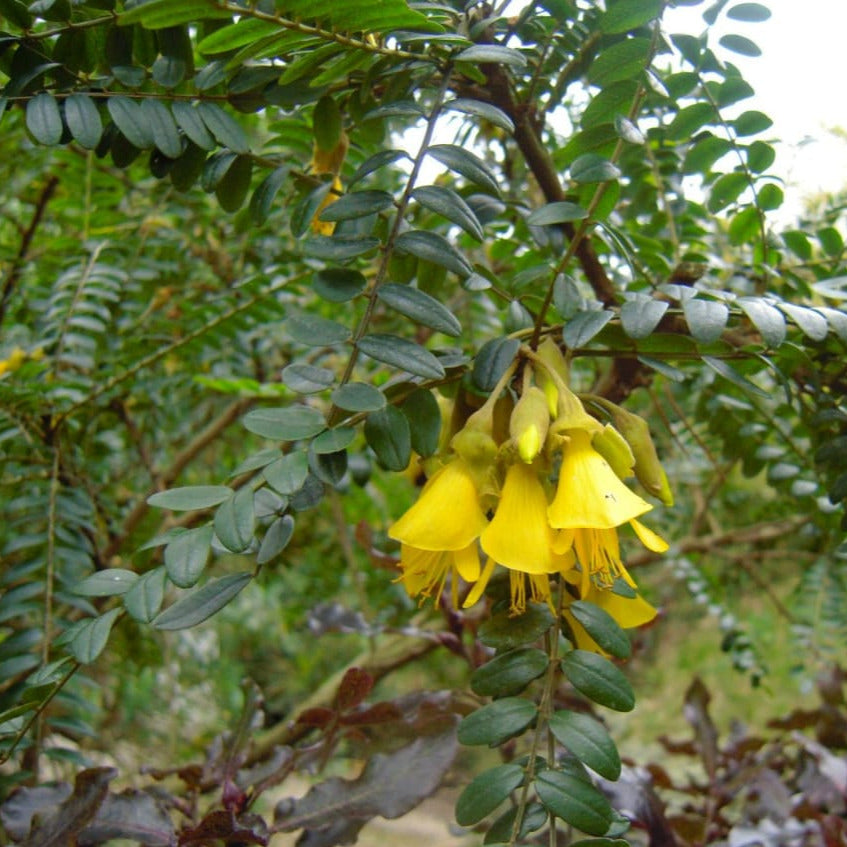 Mayu -Sophora macrocarpa