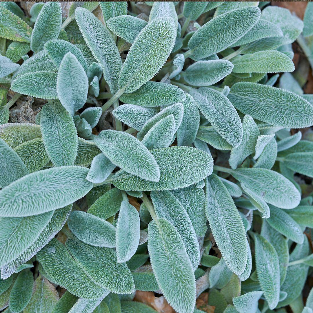 Stachys lanata- Stachys Bizantina- Oreja de liebre – Oreja de conejo