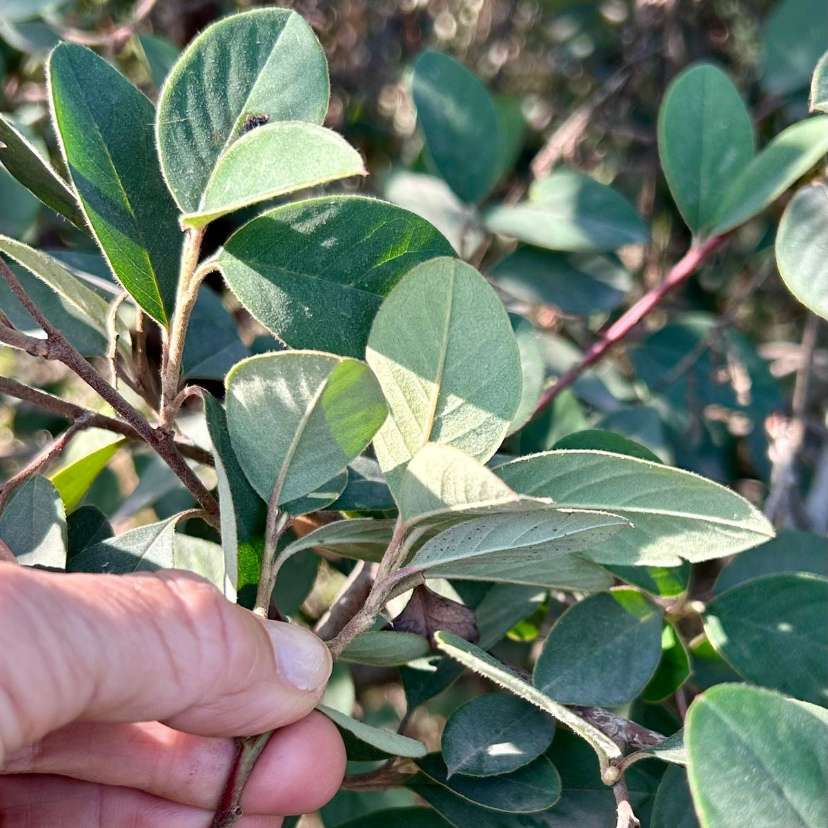 Cotoneaster Pannosus