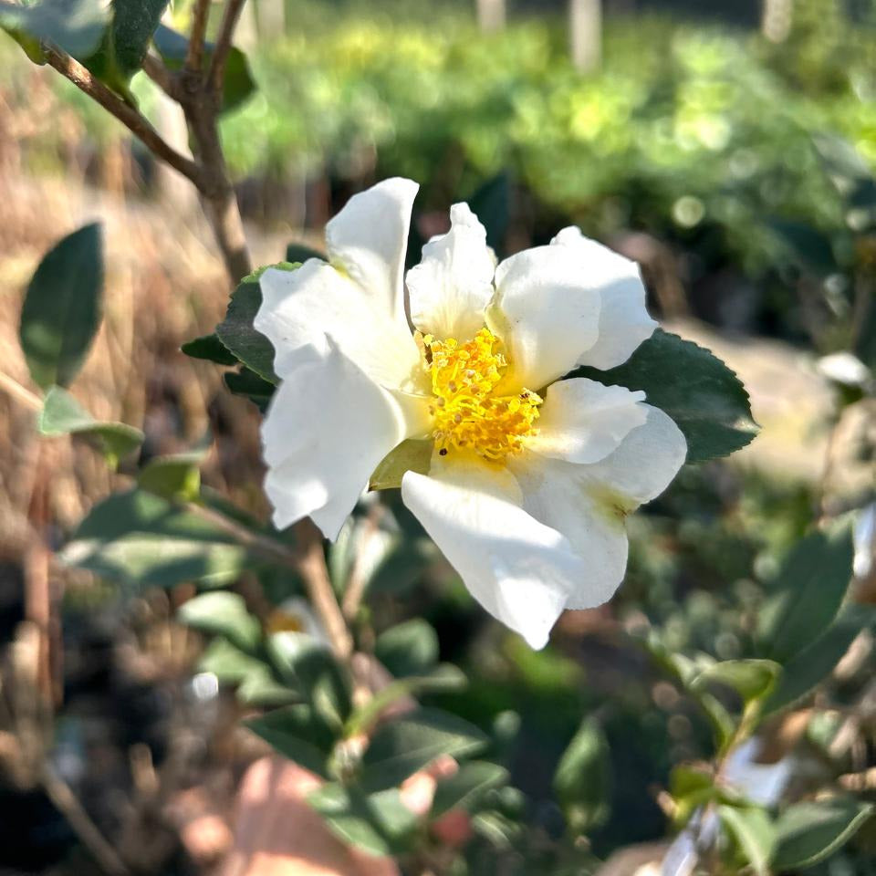 Camelia Sasanqua