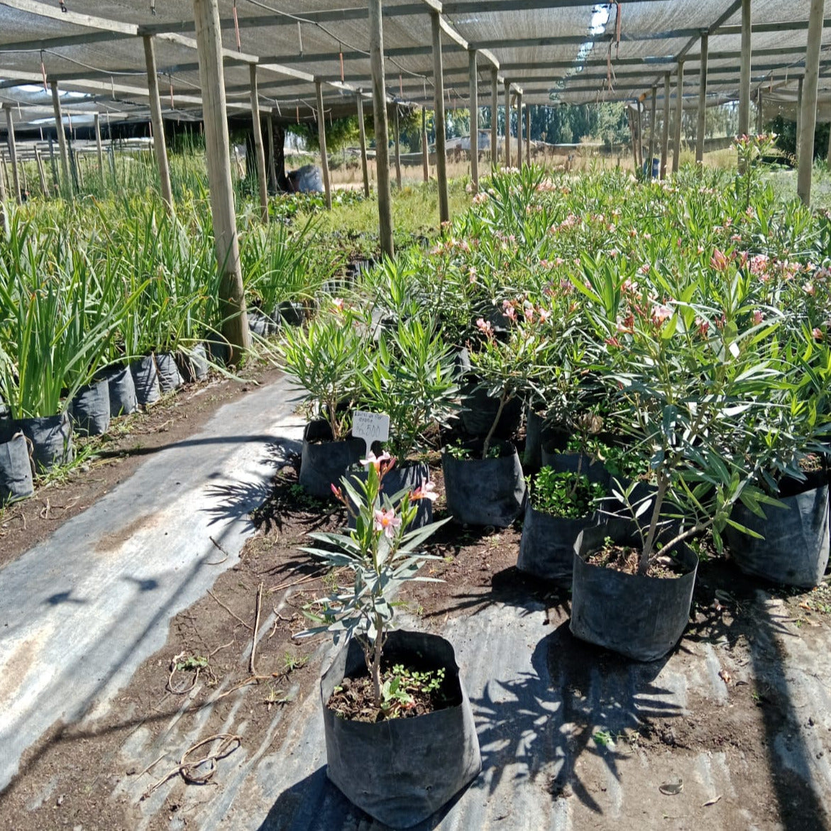 Laurel De Flor Enano - Nerium Oleander Var. Nana Damasco