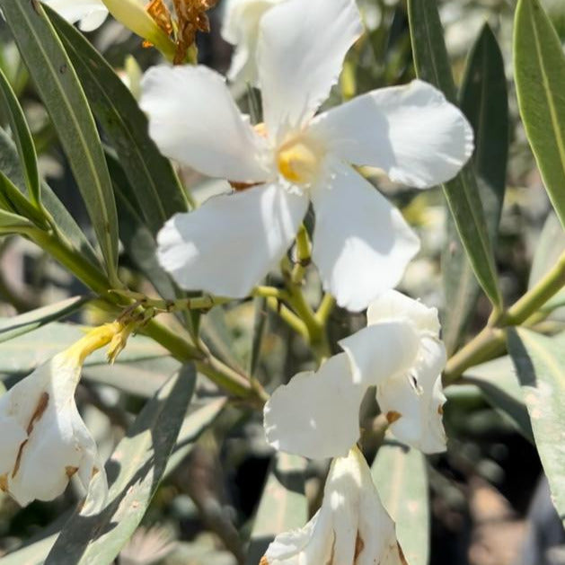 Laurel De Flor Blanco - Nerium Oleander