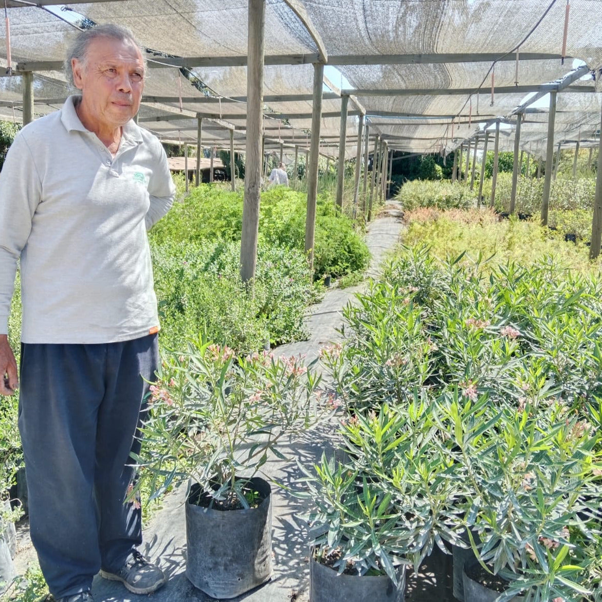 Laurel De Flor Enano - Nerium Oleander Var. Nana Damasco