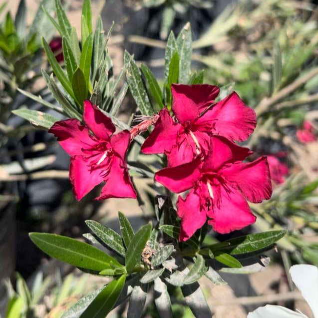 Laurel De Flor Fucsia- Nerium Oleander