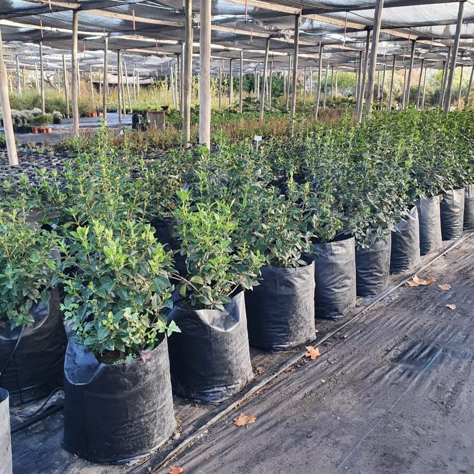 Laurentina - Viburnum Tinus