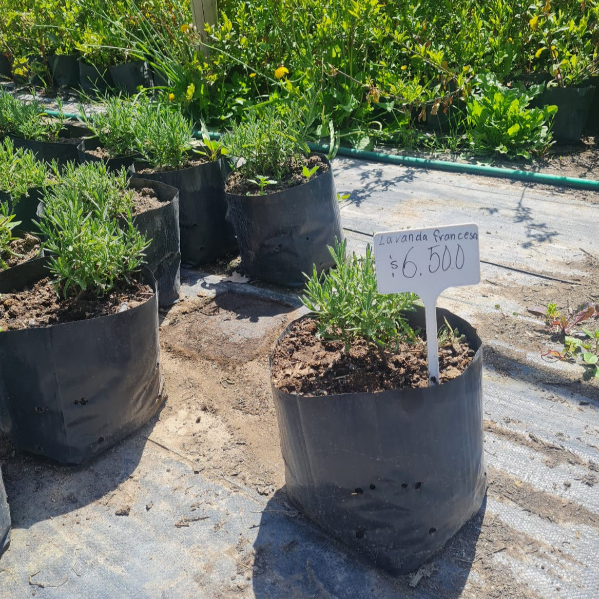 Lavanda Francesa - Lavandula Dentata