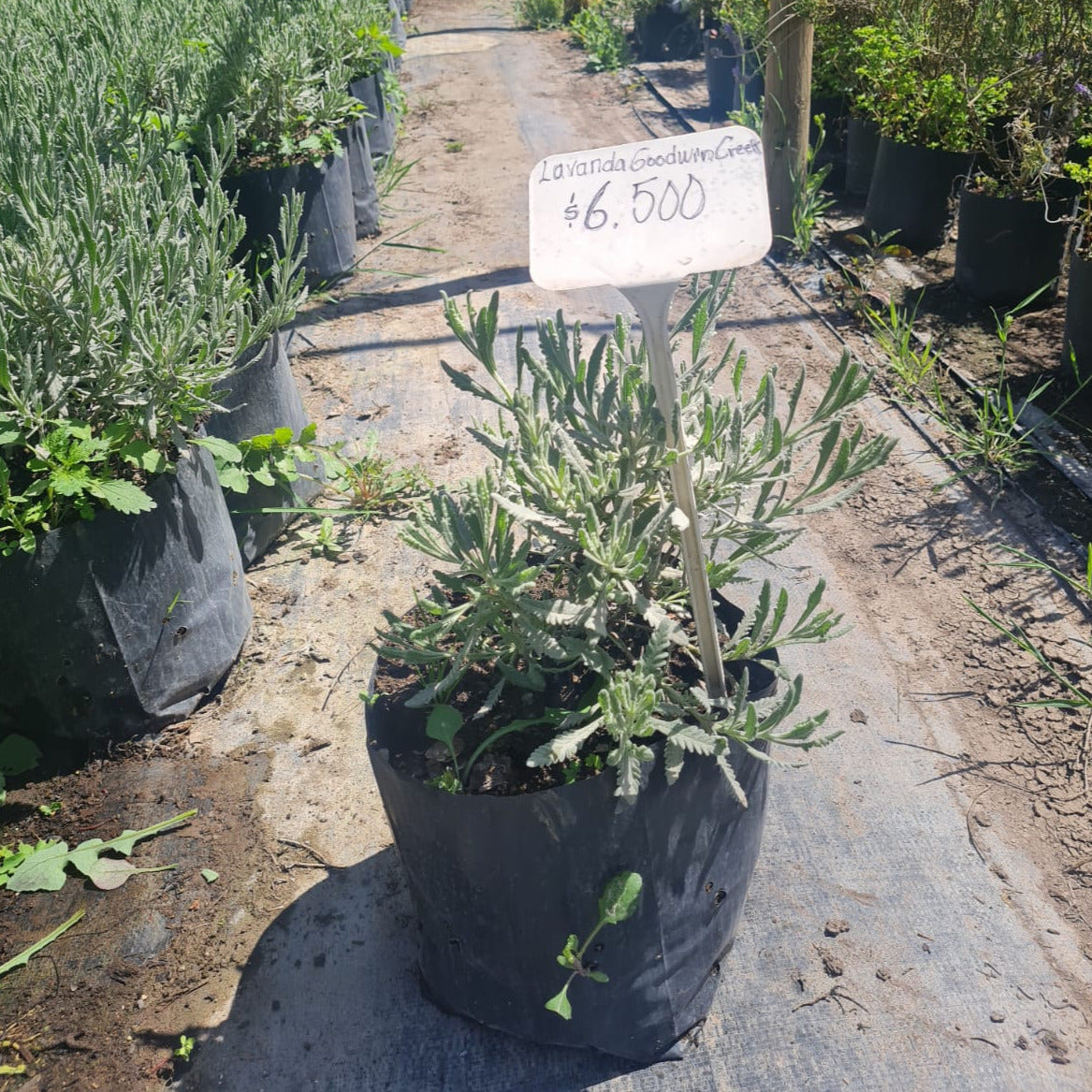 Lavanda Goodwin creek- Lavanda gris.