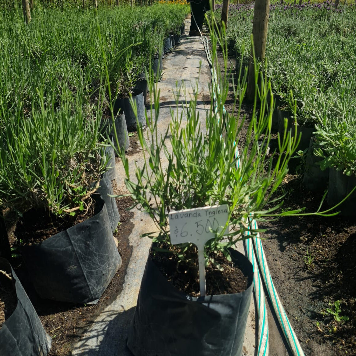 Lavanda Inglesa - Lavandula Officinalis o Augustifolia