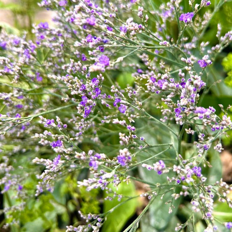 Limonium Latifolium - Vivero Cinco Pinos