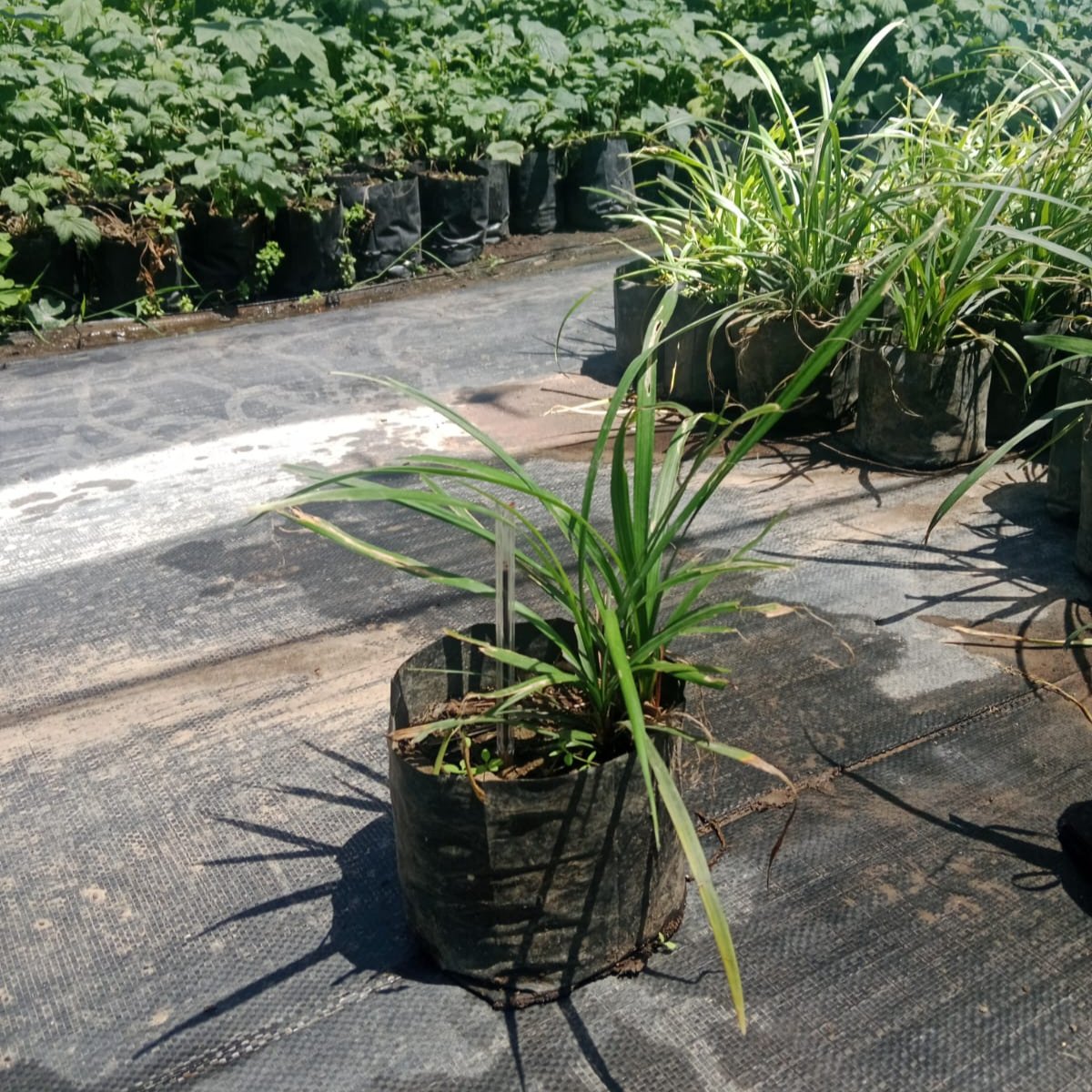 Liriope Muscaris - Liriope Muscaris