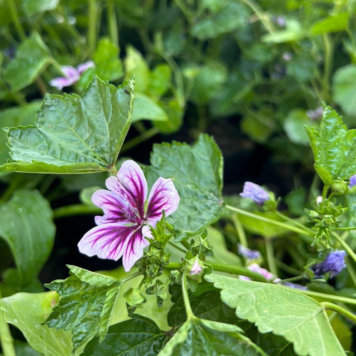 Malva sylvestris- malva común