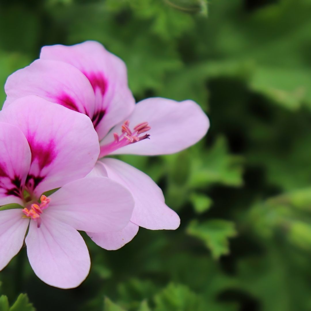 Malvarrosa- Pelargonium citrosum- Citronela