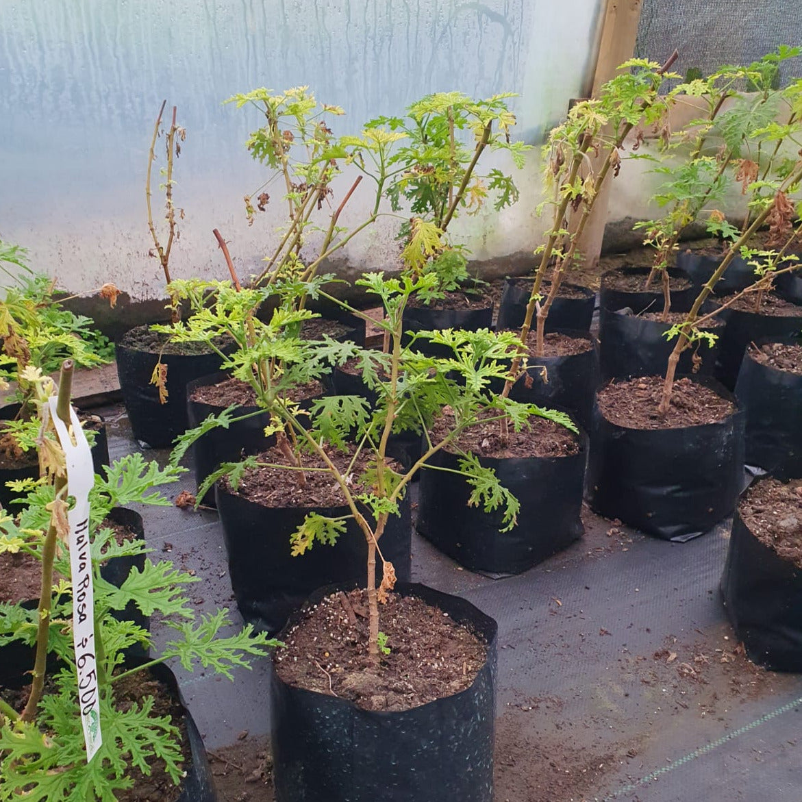 Malvarrosa- Pelargonium citrosum- Citronela