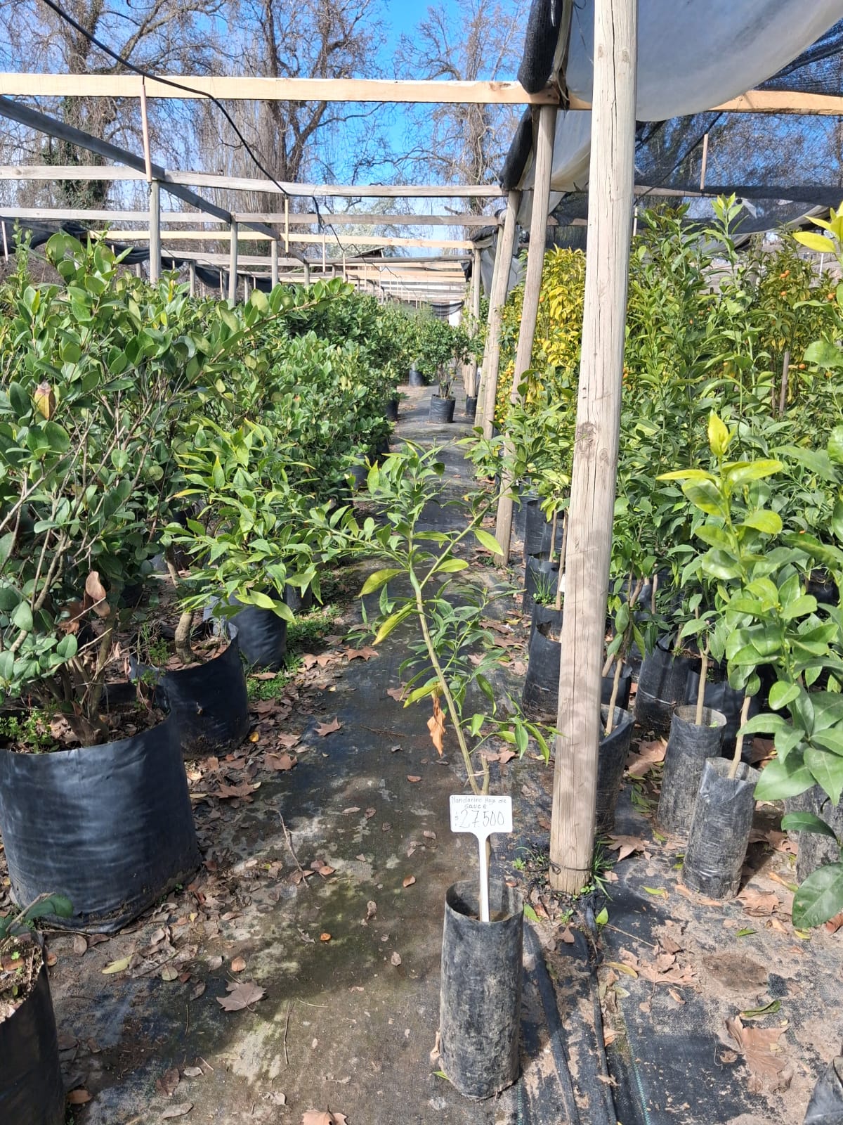 Mandarino - Citrus Nobilis