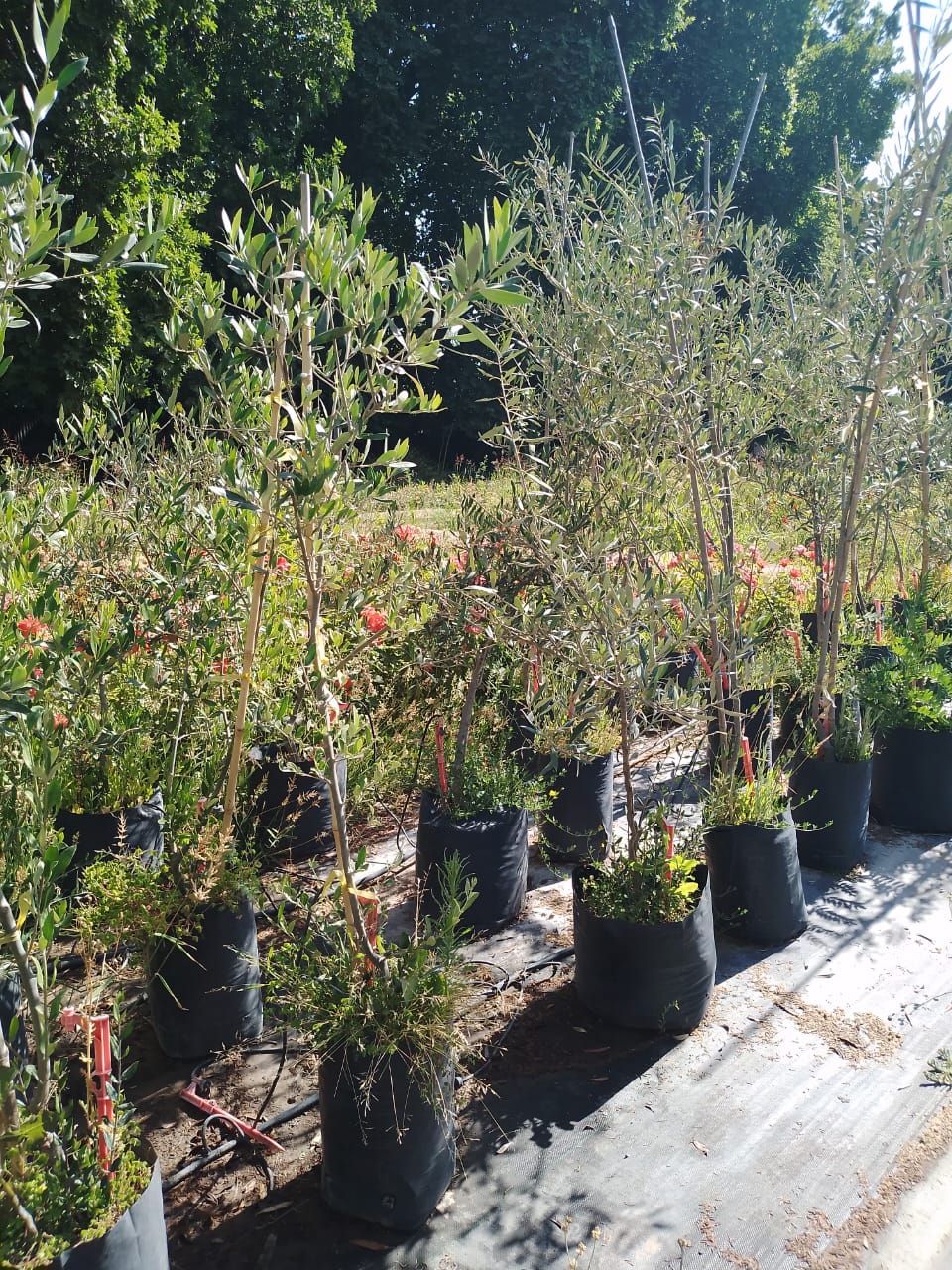 Olivo De Comer - Olea Europaea Var. Sevillana