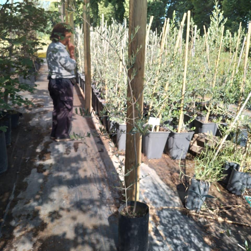 Olivo De Comer - Olea Europaea Var. Sevillana