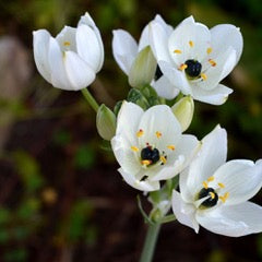 Ornithogalum arabicum