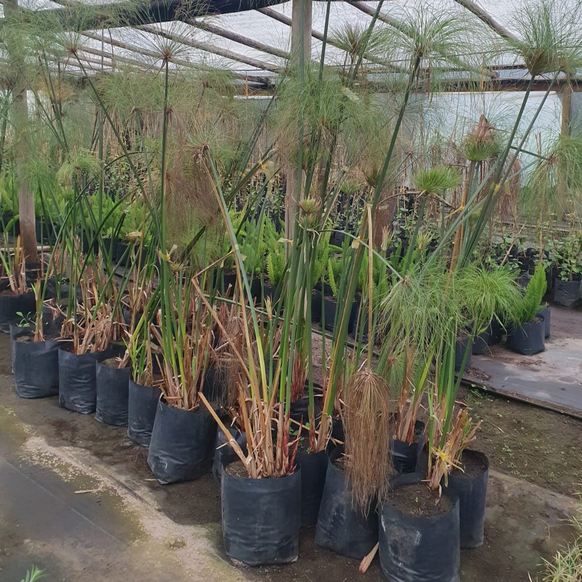 Papiro Egipcio - Cyperus Papyrus