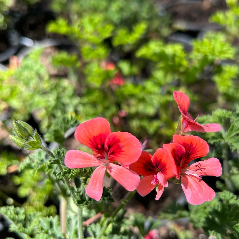 Geranio enano (Pelargonium -zonale o x hortorum-)