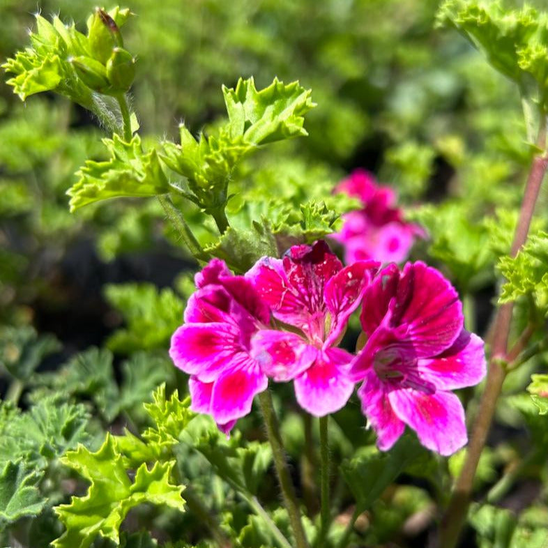 Geranio enano (Pelargonium -zonale o x hortorum-)
