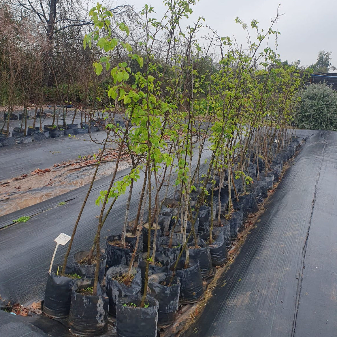 Peral De Flor - Pyrus Calleryana