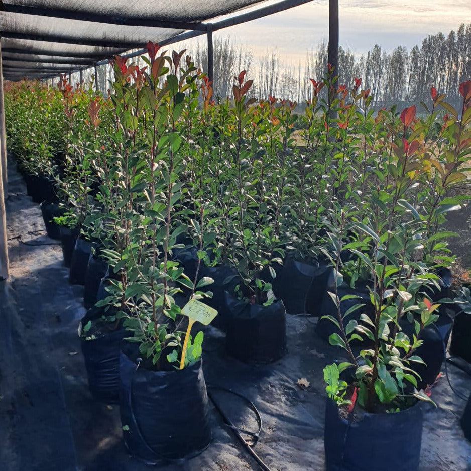 Photinia - Photinia Serrulata