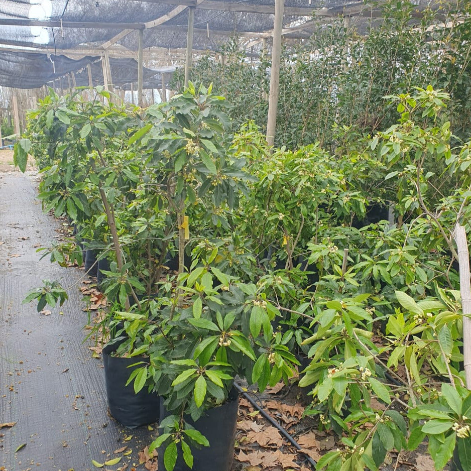 Pitosporo Ondulata - Pittosporum Undulatum