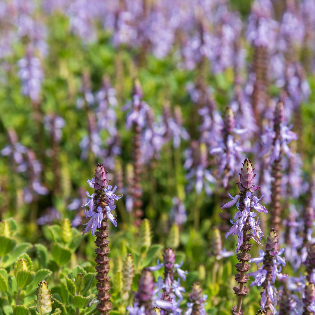 Boldo rastrero - Plectranthus neochilus