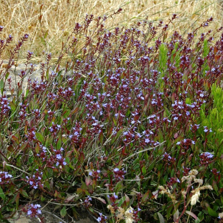 Plumbago caerulea