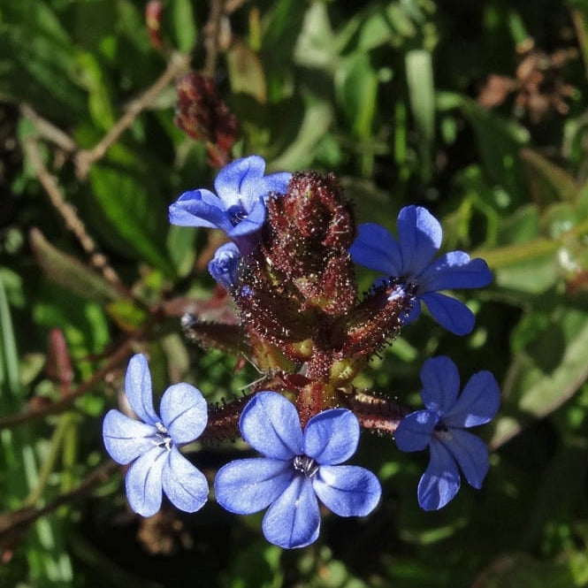 Plumbago caerulea